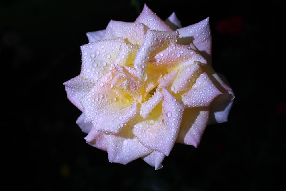 a close up of a flower