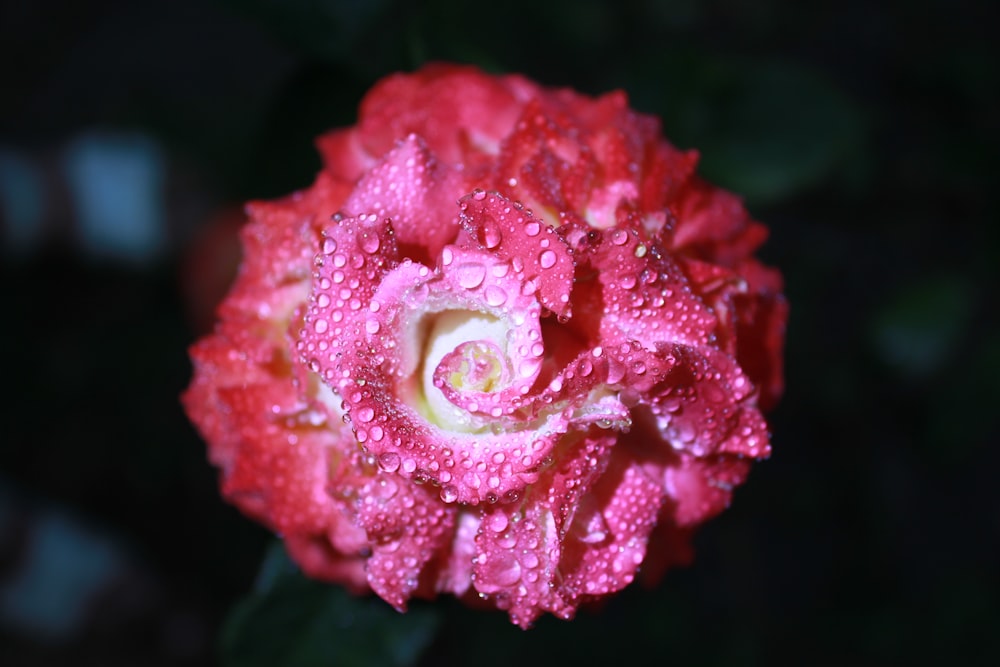 a pink flower with water droplets on it