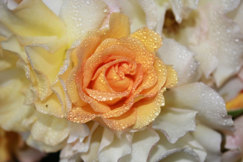 a close up of a flower