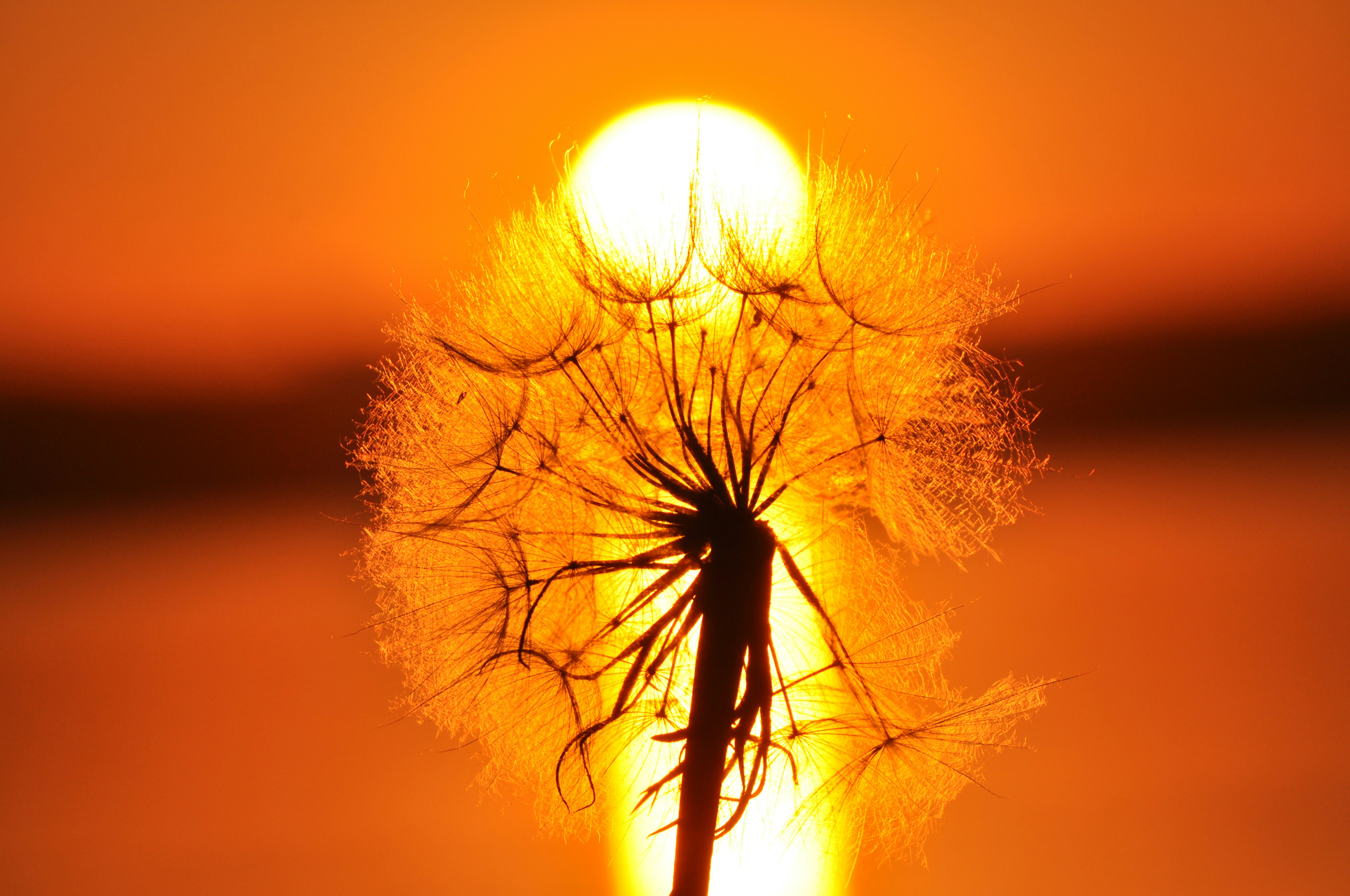 Un primer plano de un diente de león