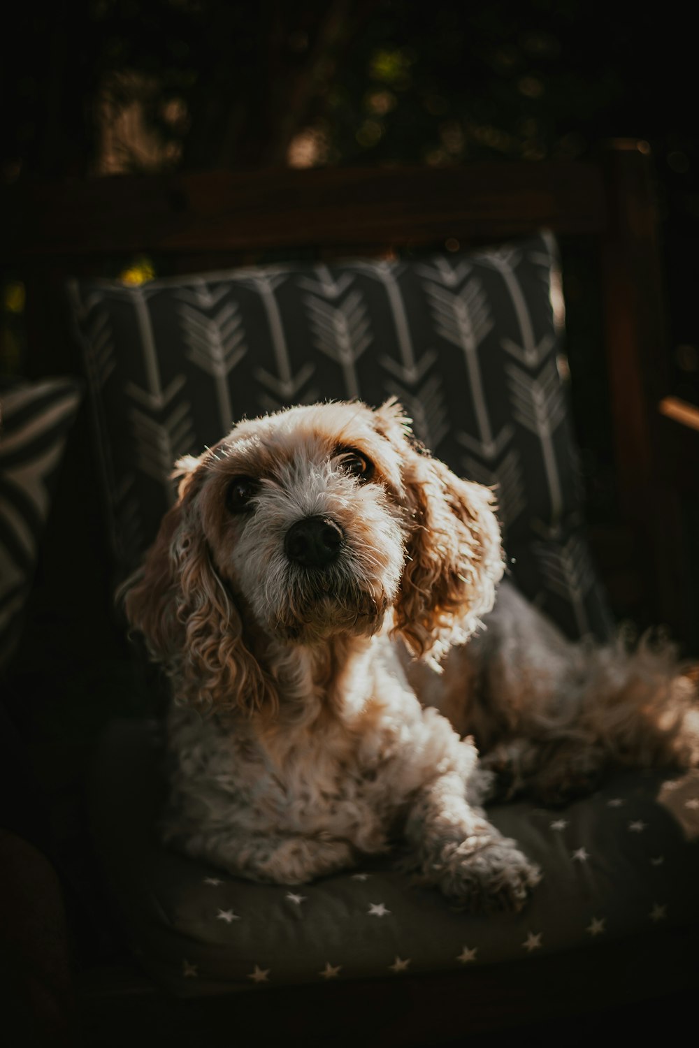 a dog sitting on a chair