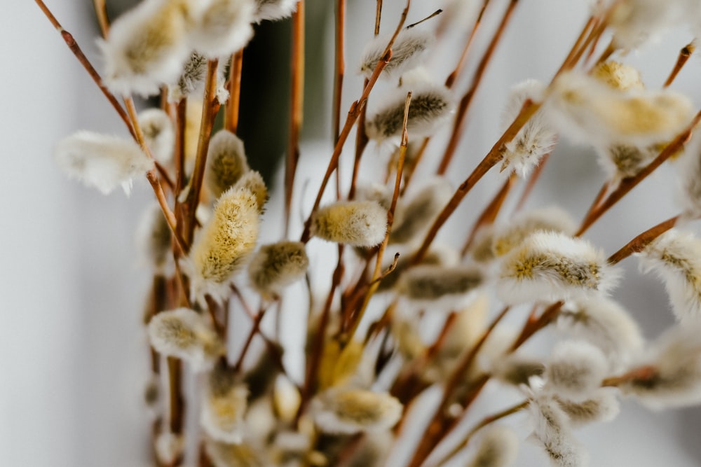 close up of a tree branch with snow on it