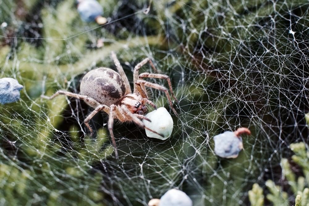 a spider on a web