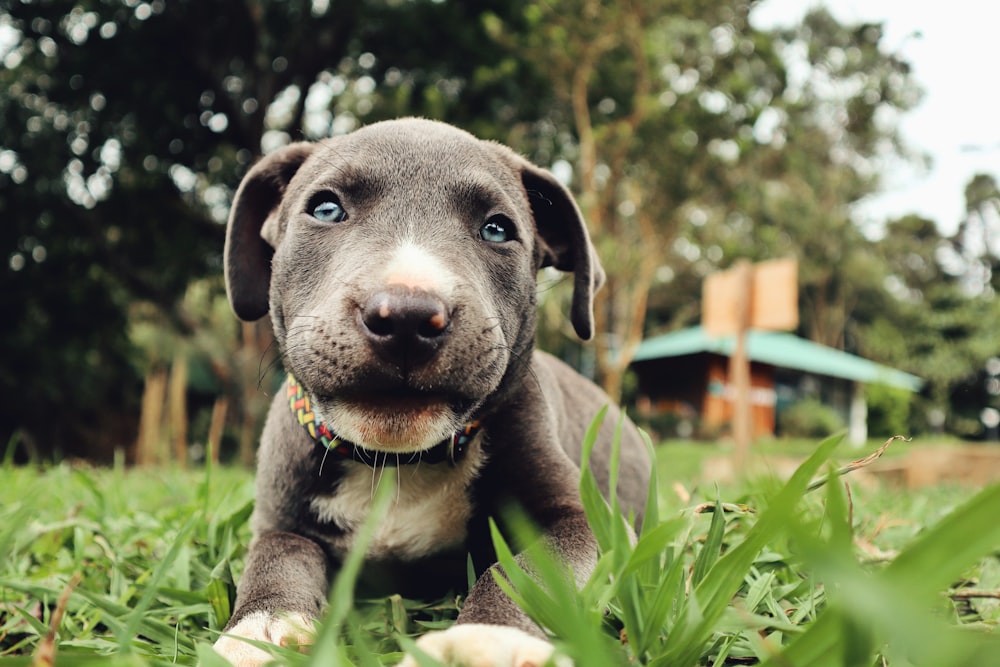 a dog sitting in the grass