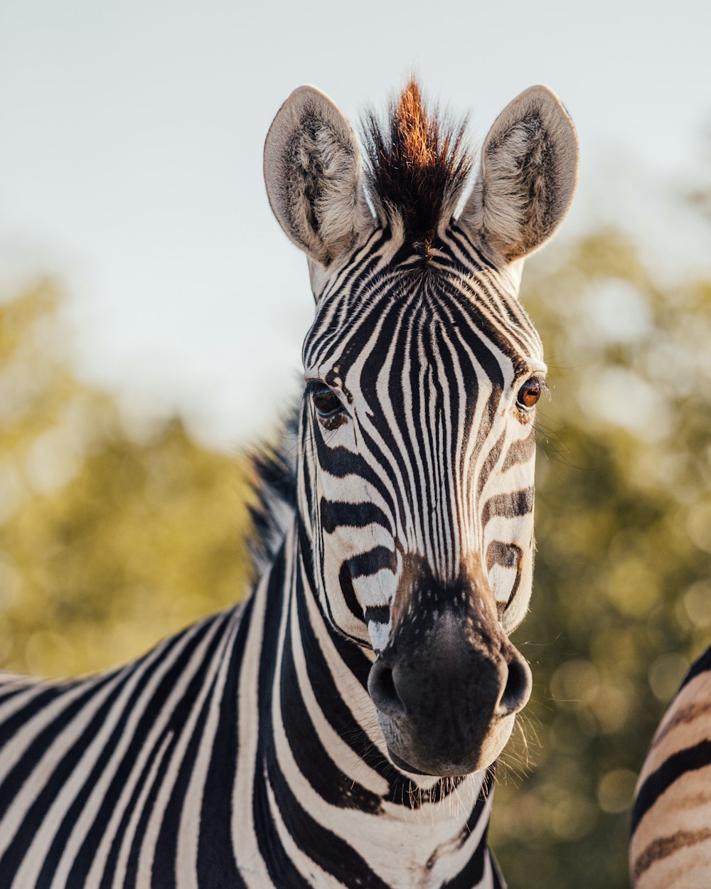 a zebra with a zebra's head