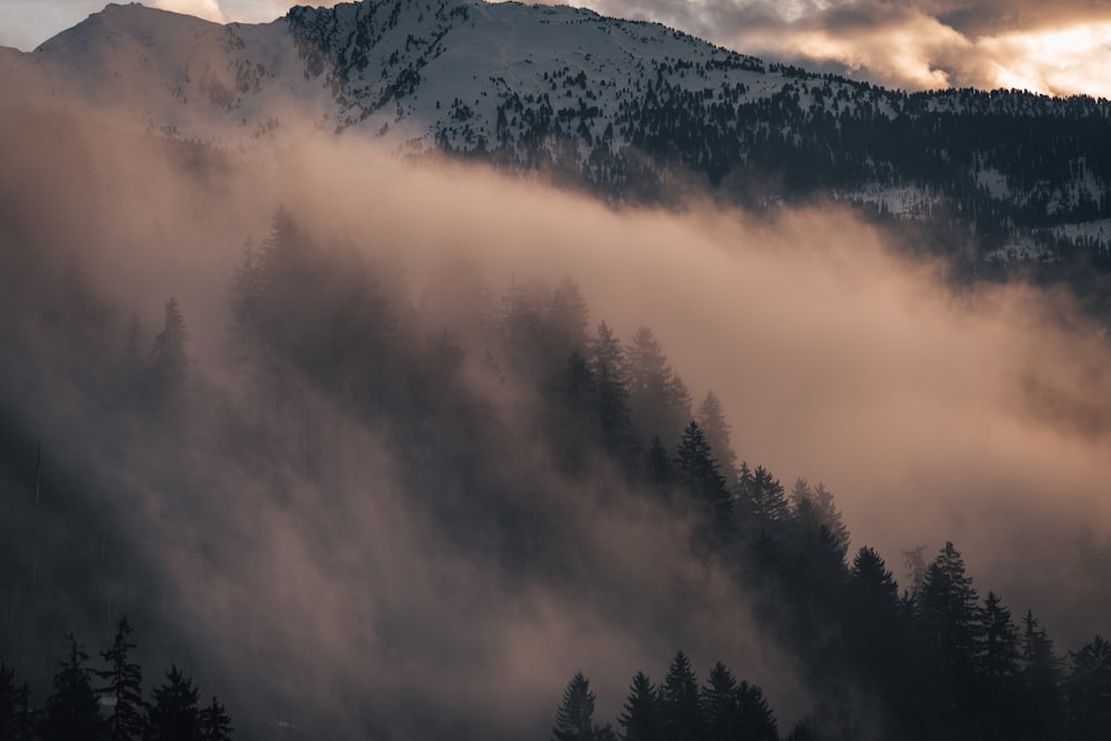 a forest of trees and fog