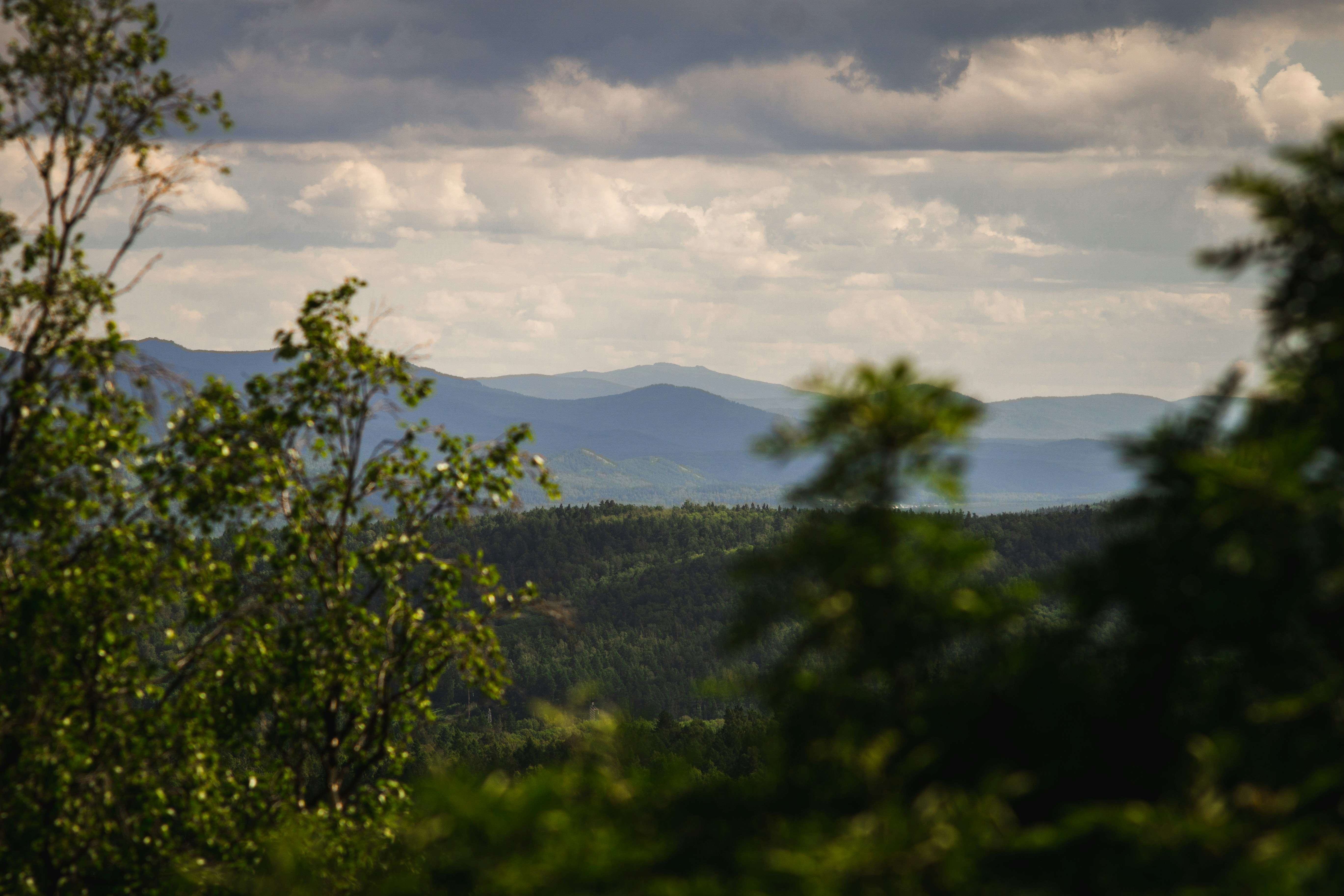 uma vista de uma floresta e montanhas