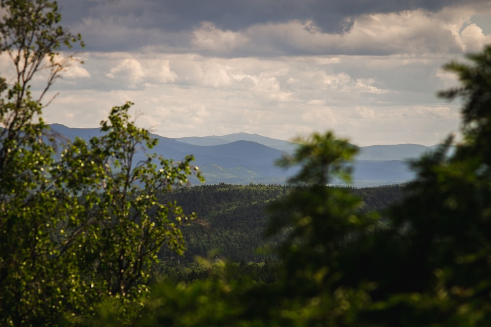 a view of a forest and mountains