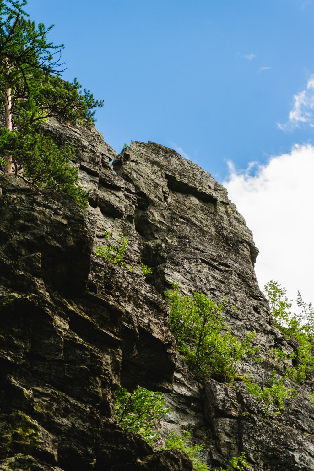 a rocky cliff with trees on it