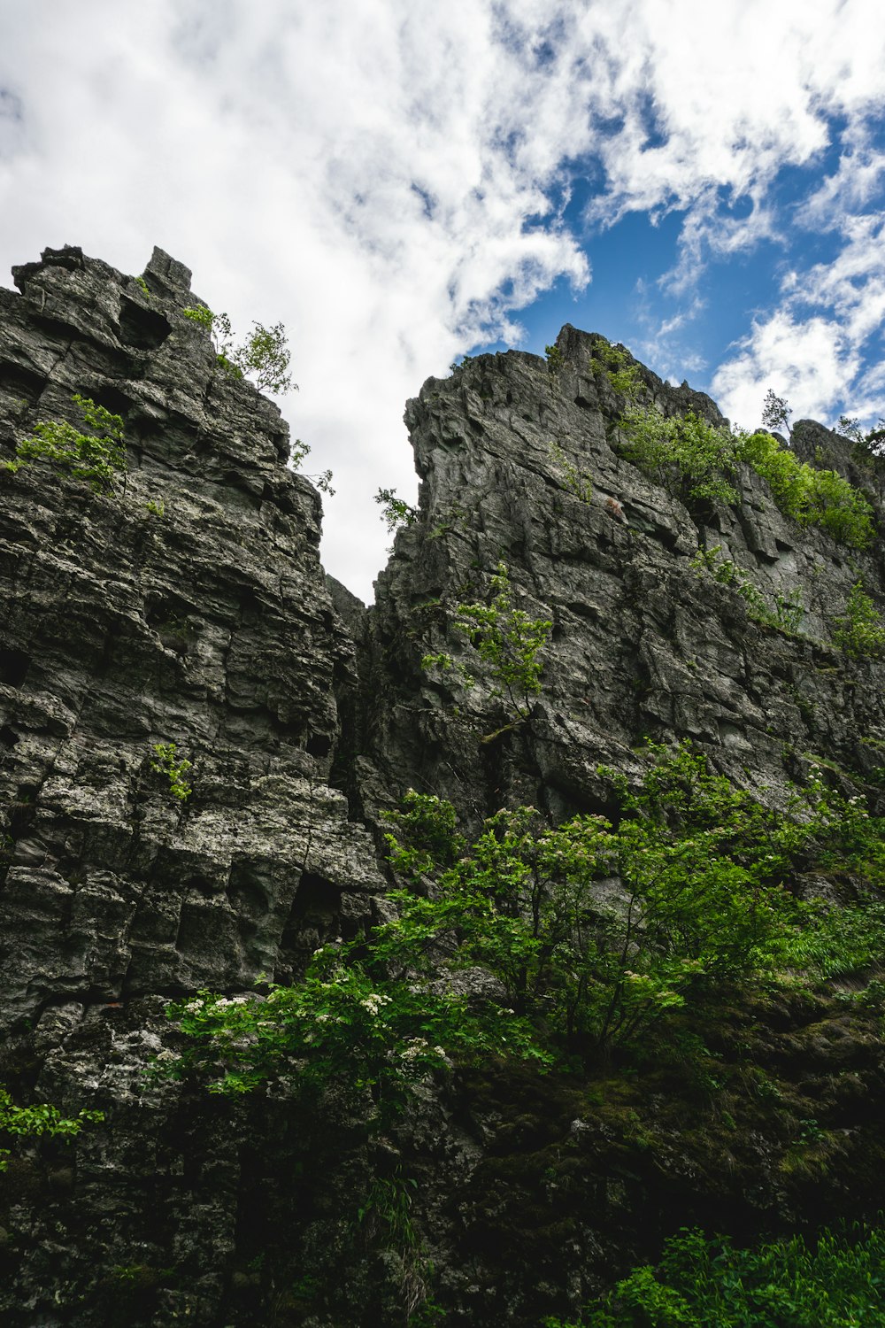 a rocky cliff with trees on it