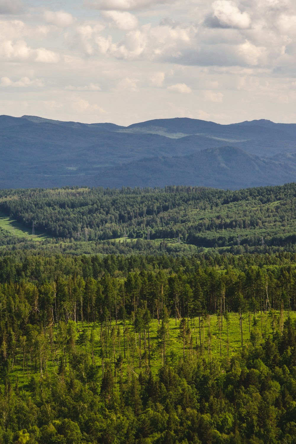 a forest of trees