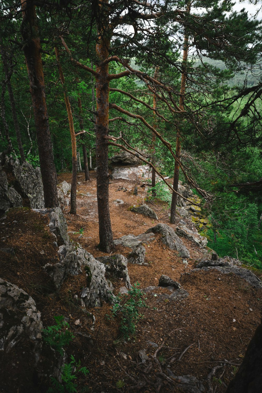 a rocky area with trees