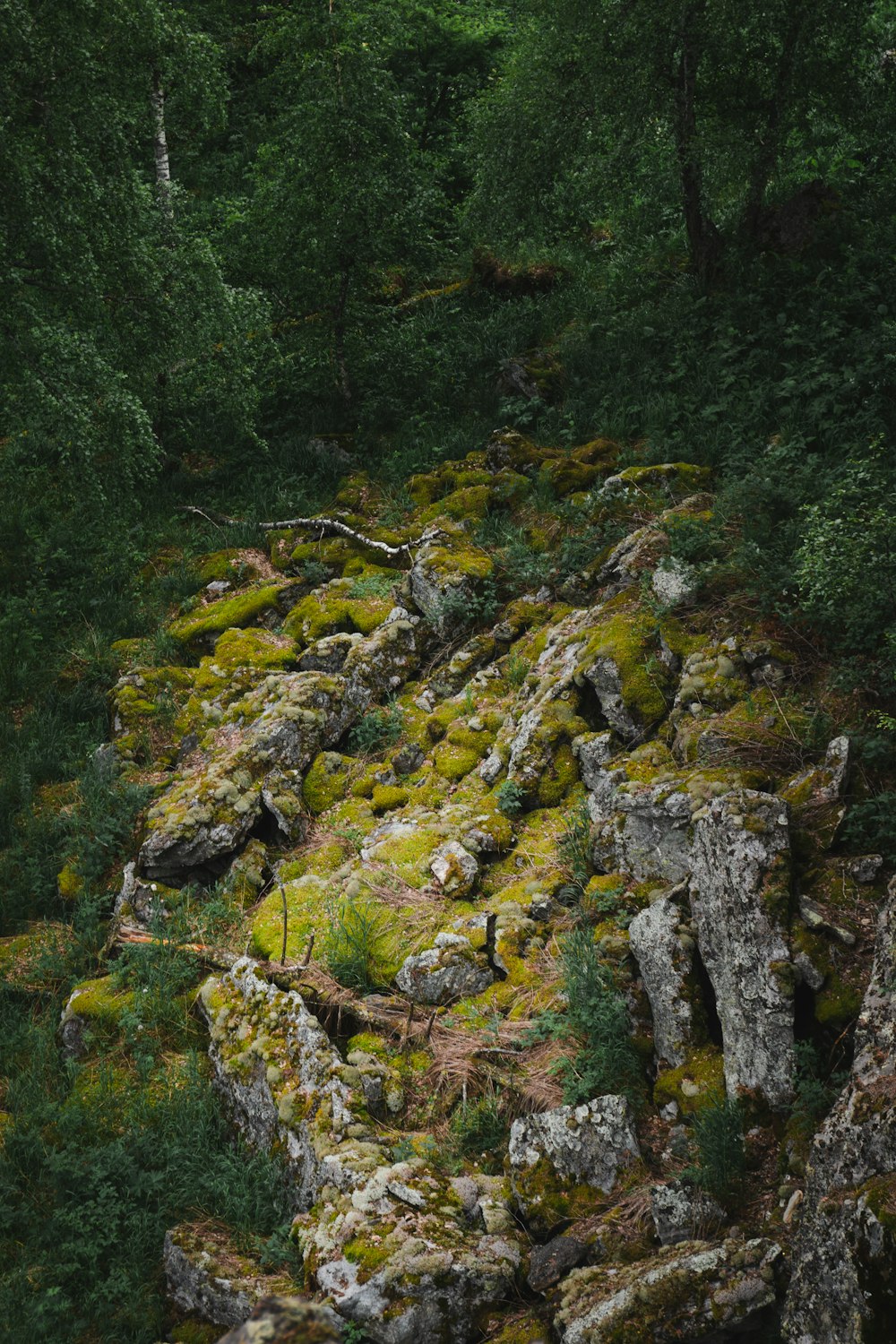 a rocky hillside with trees