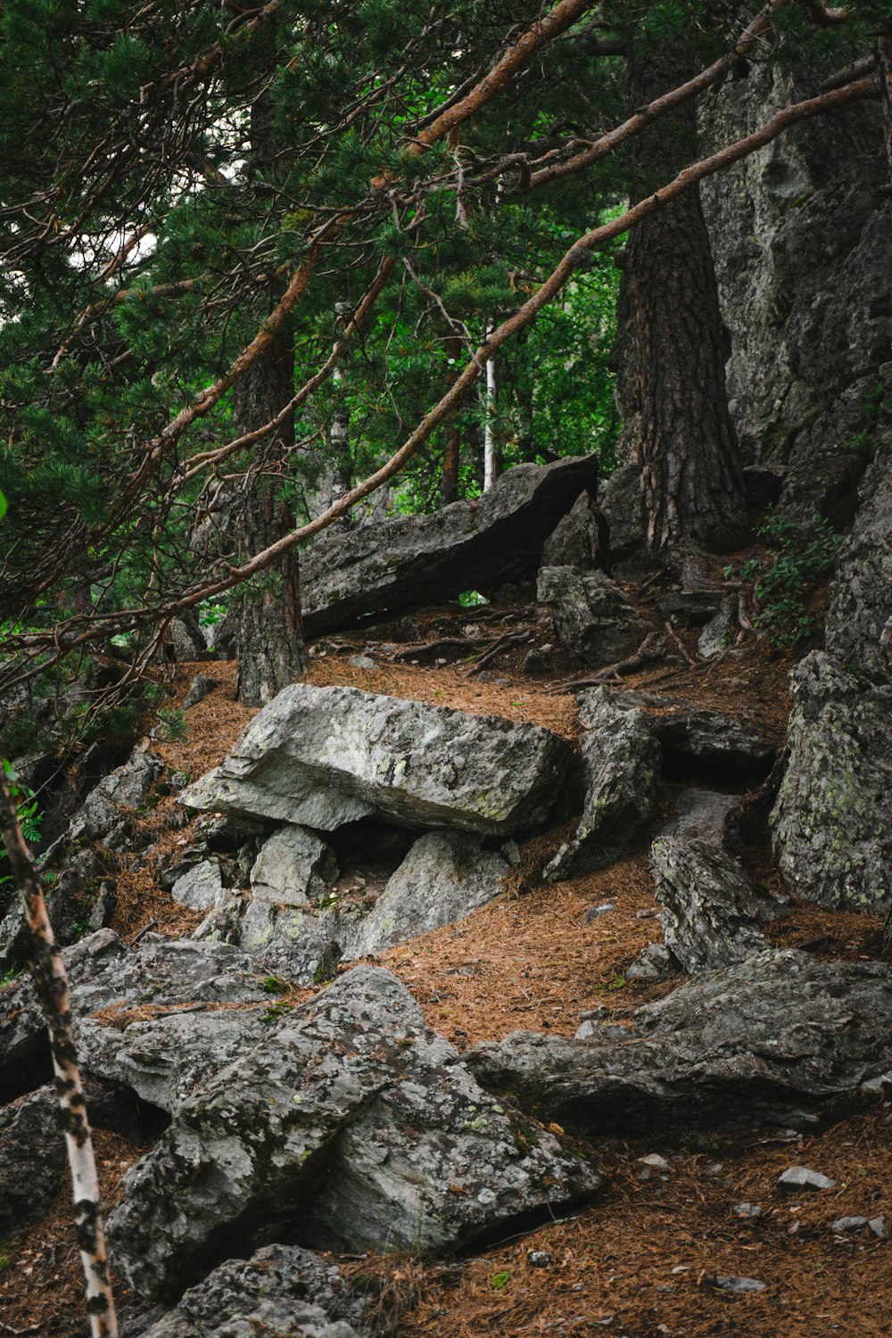 a rocky area with trees