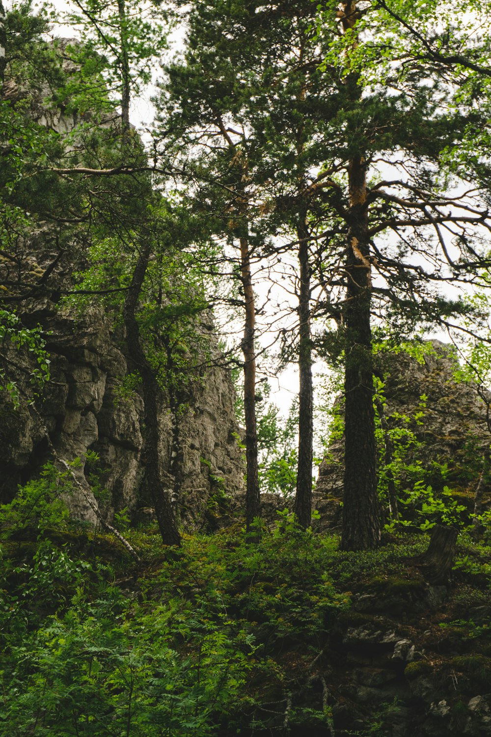 a forest with trees