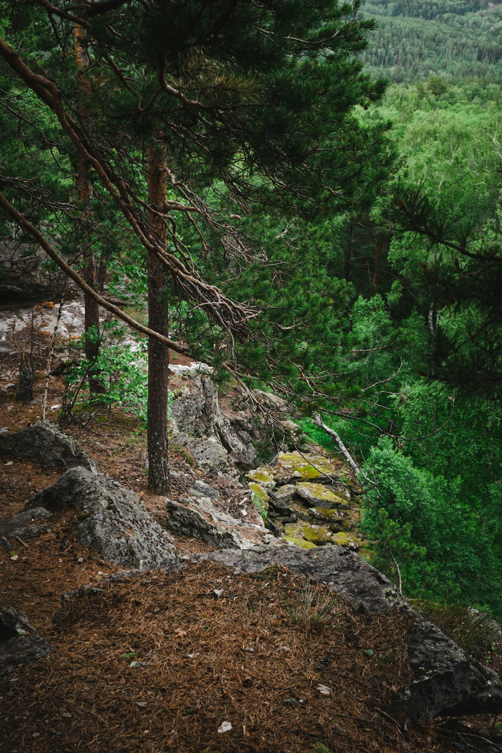 a rocky path in the woods