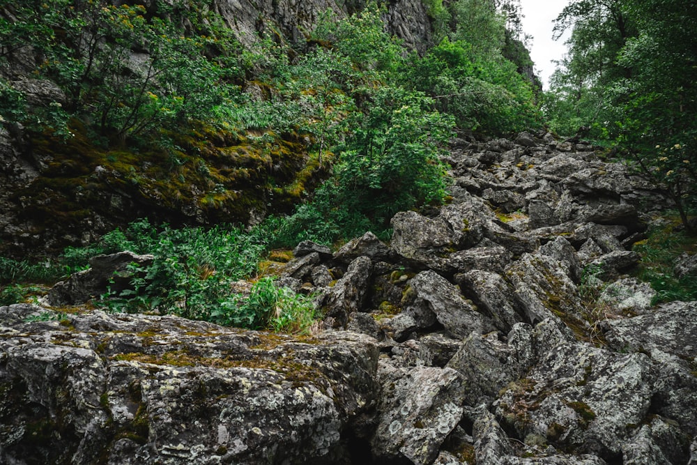 a rocky area with moss and trees