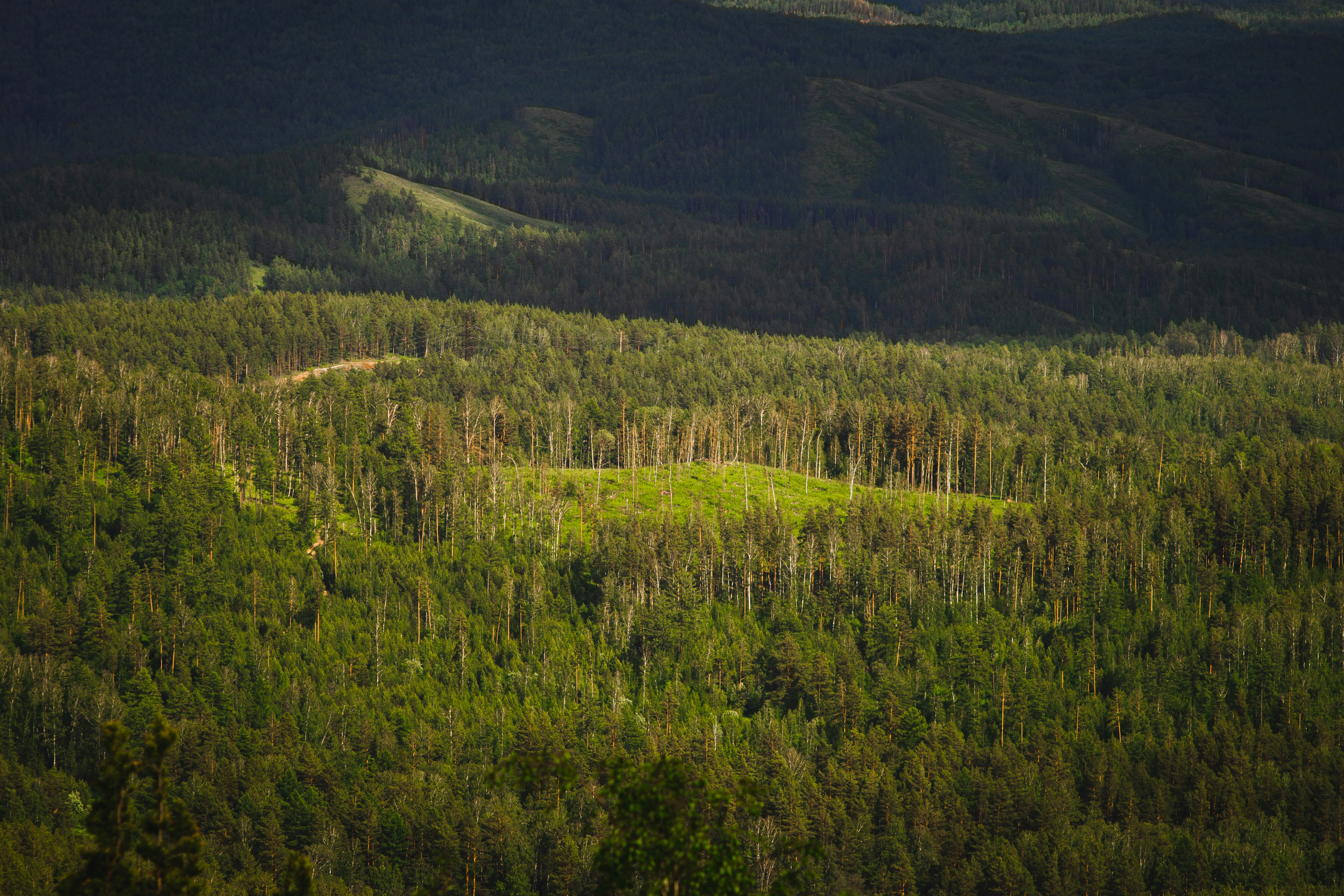 uma grande floresta verde