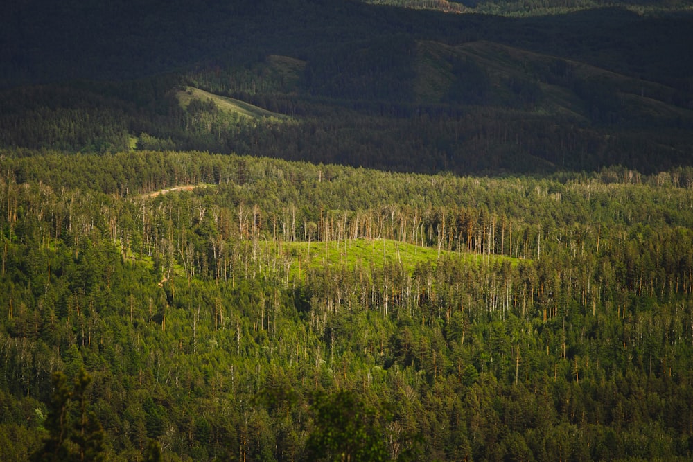 a large green forest