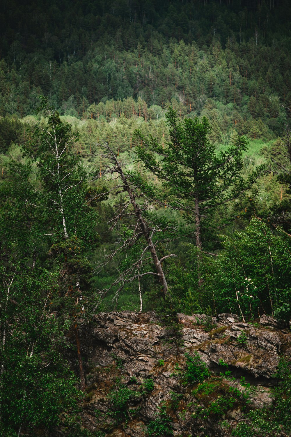 a forest of trees