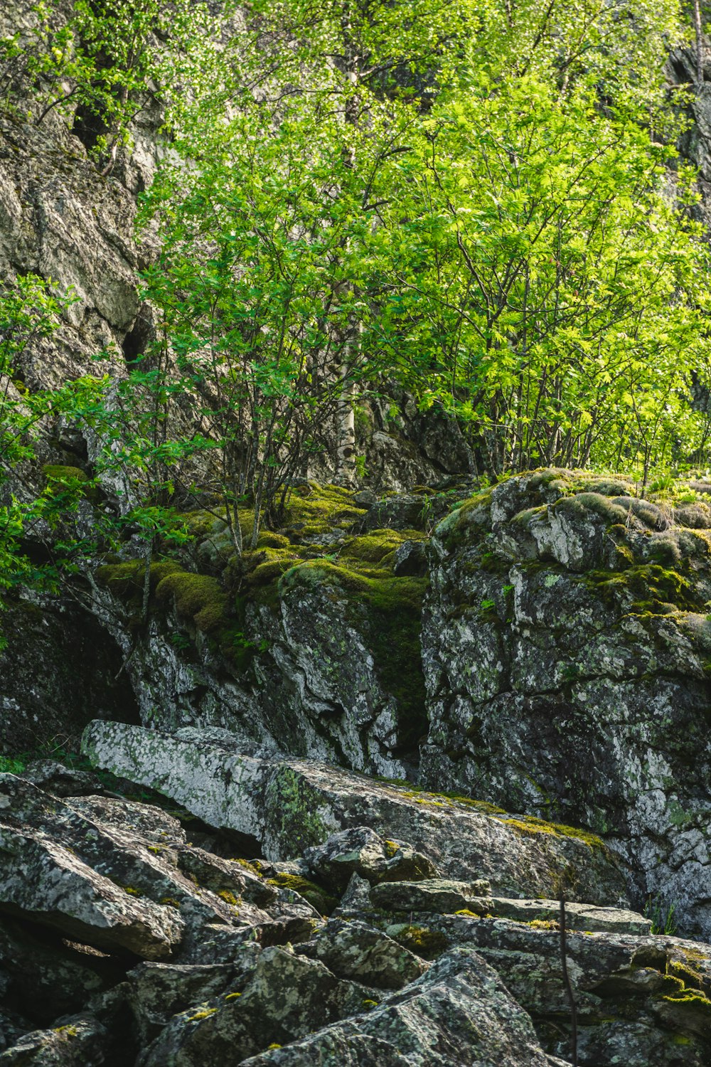 a rocky area with trees