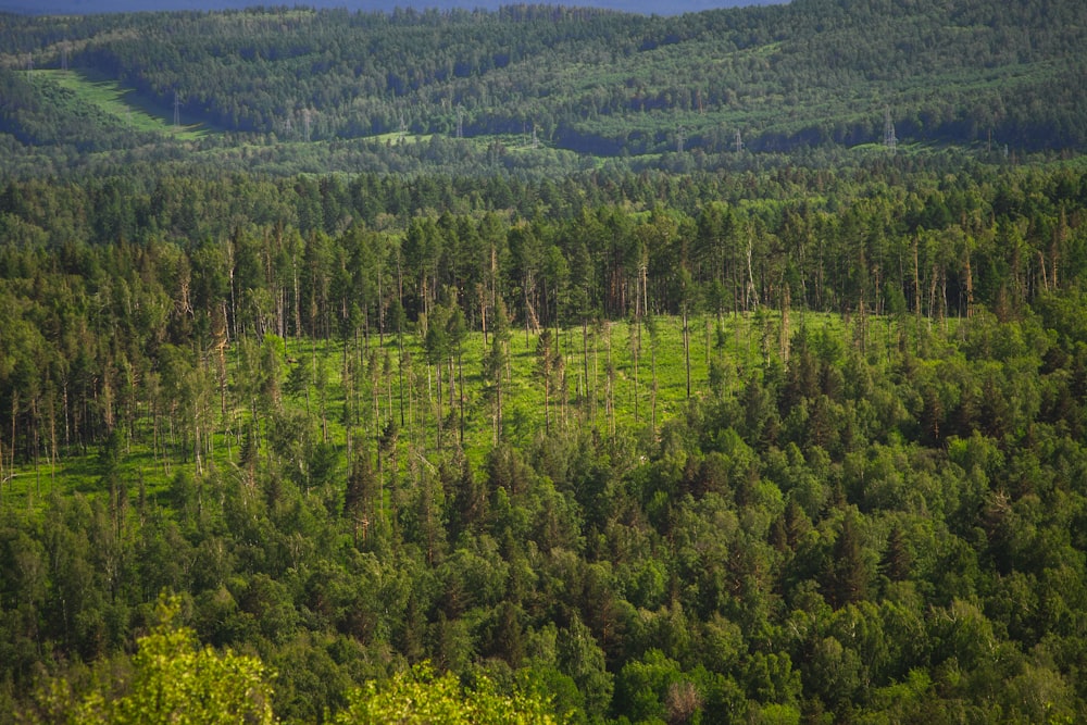 a forest of trees