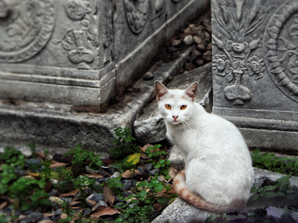 a white cat sitting on a stone step