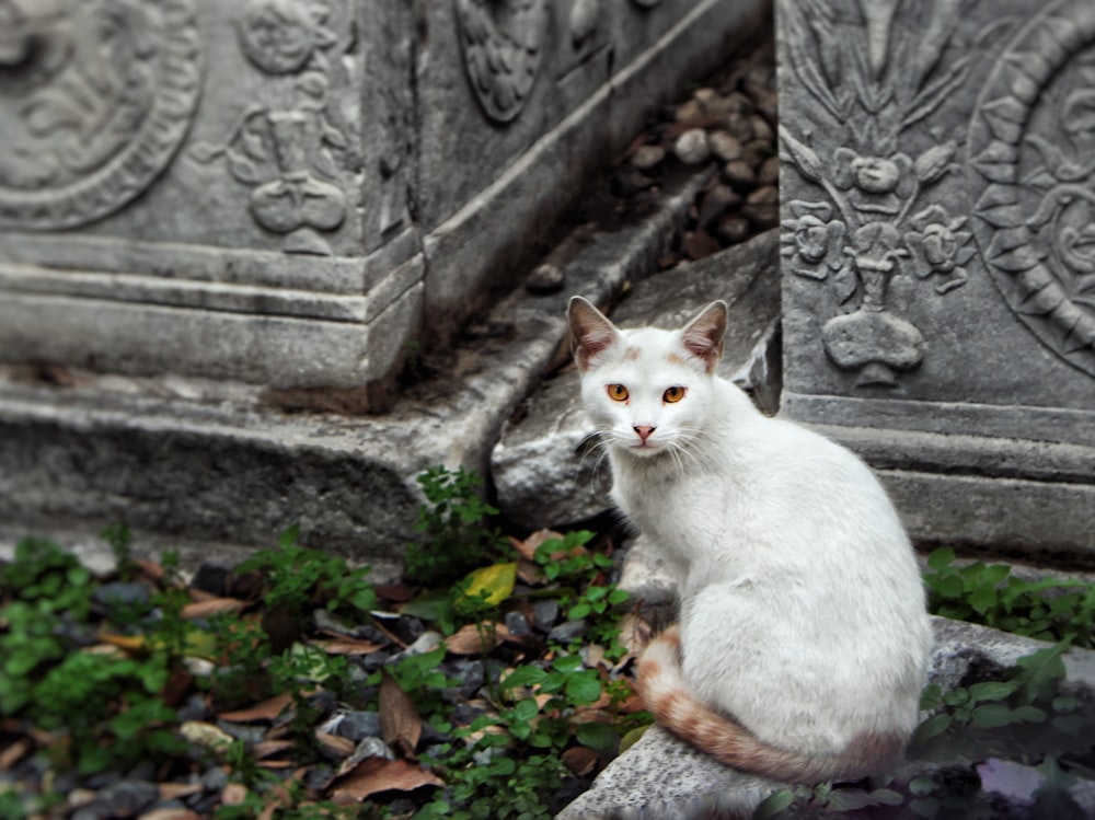 un gatto bianco seduto su un gradino di pietra