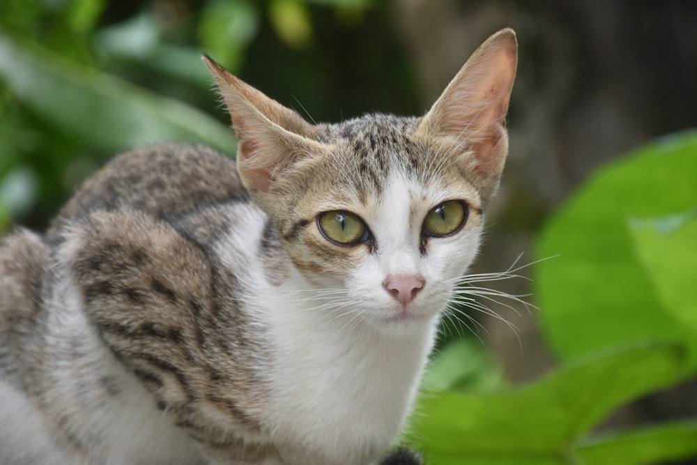 a cat with green eyes