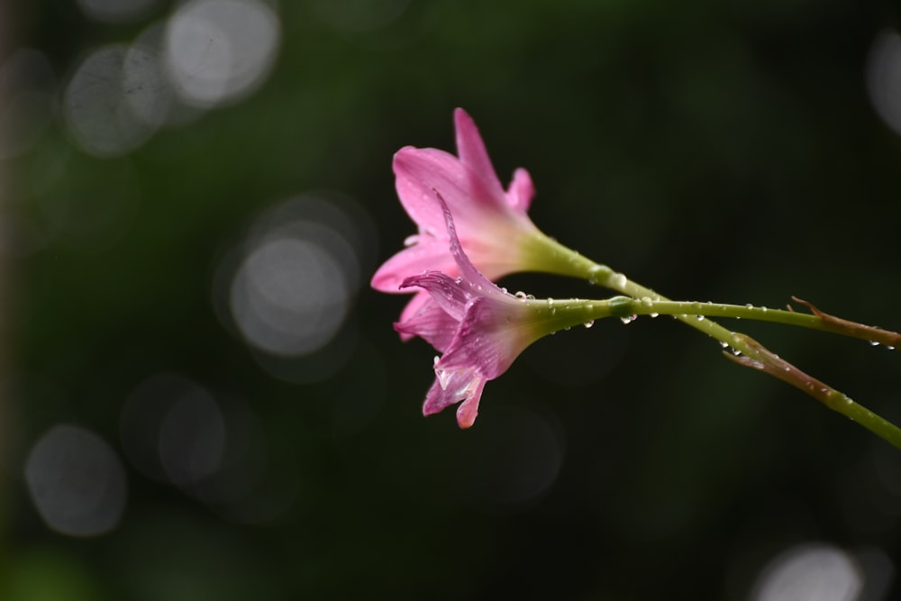 a close up of a flower