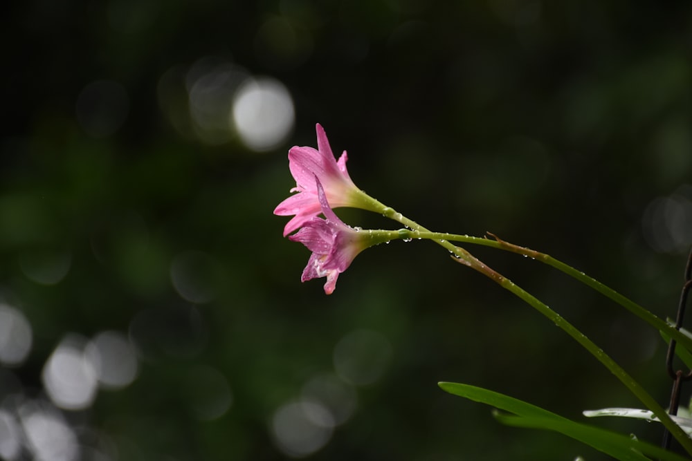 a close up of a flower