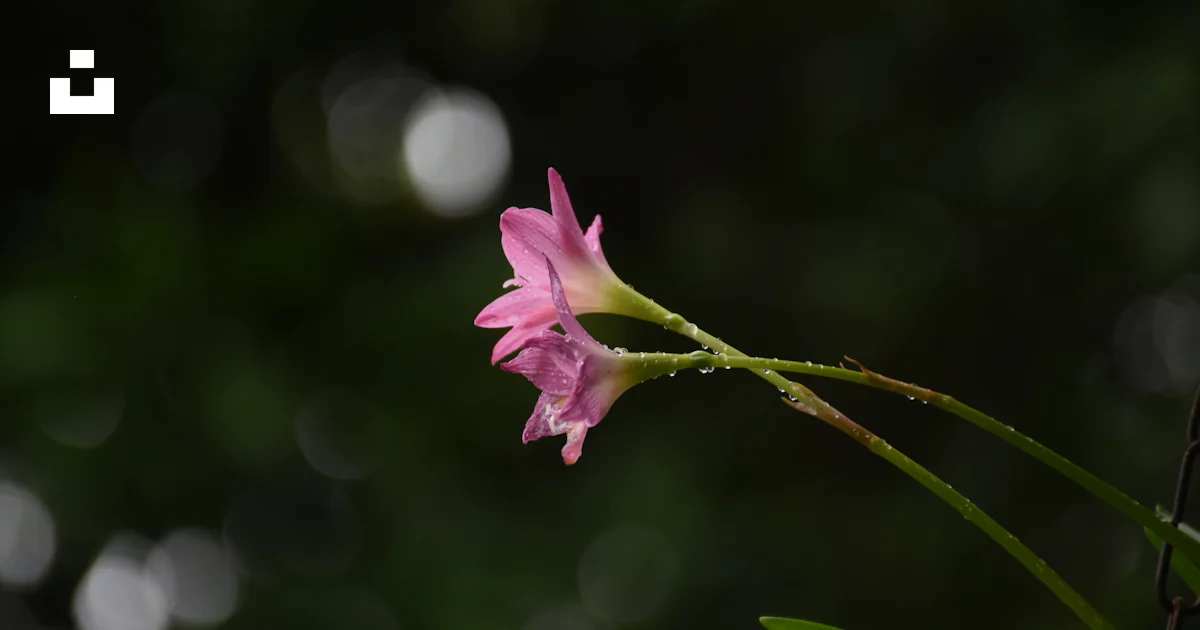A close up of a flower photo – Free Flower Image on Unsplash