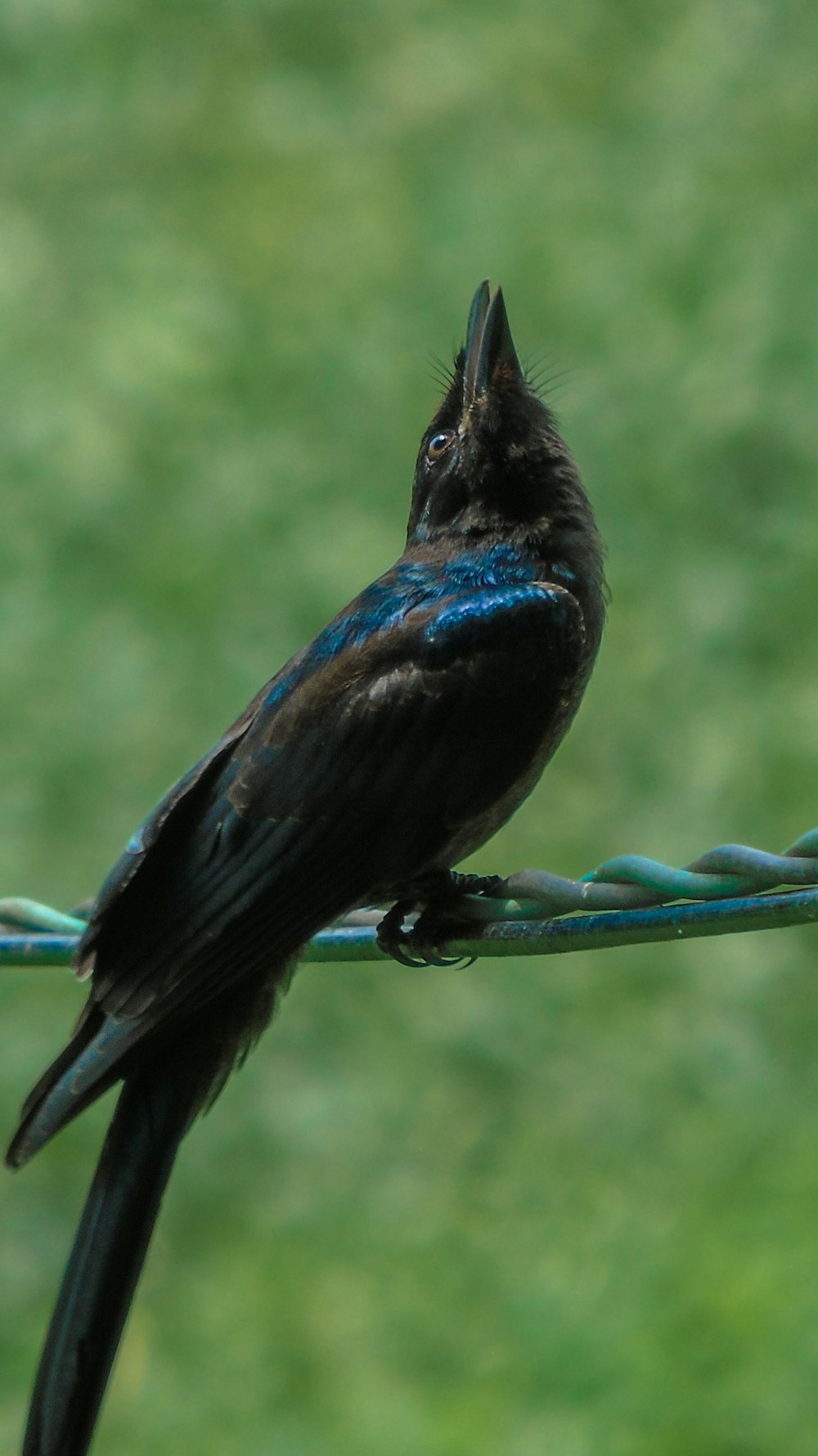 Ein Vogel auf einem blauen Objekt