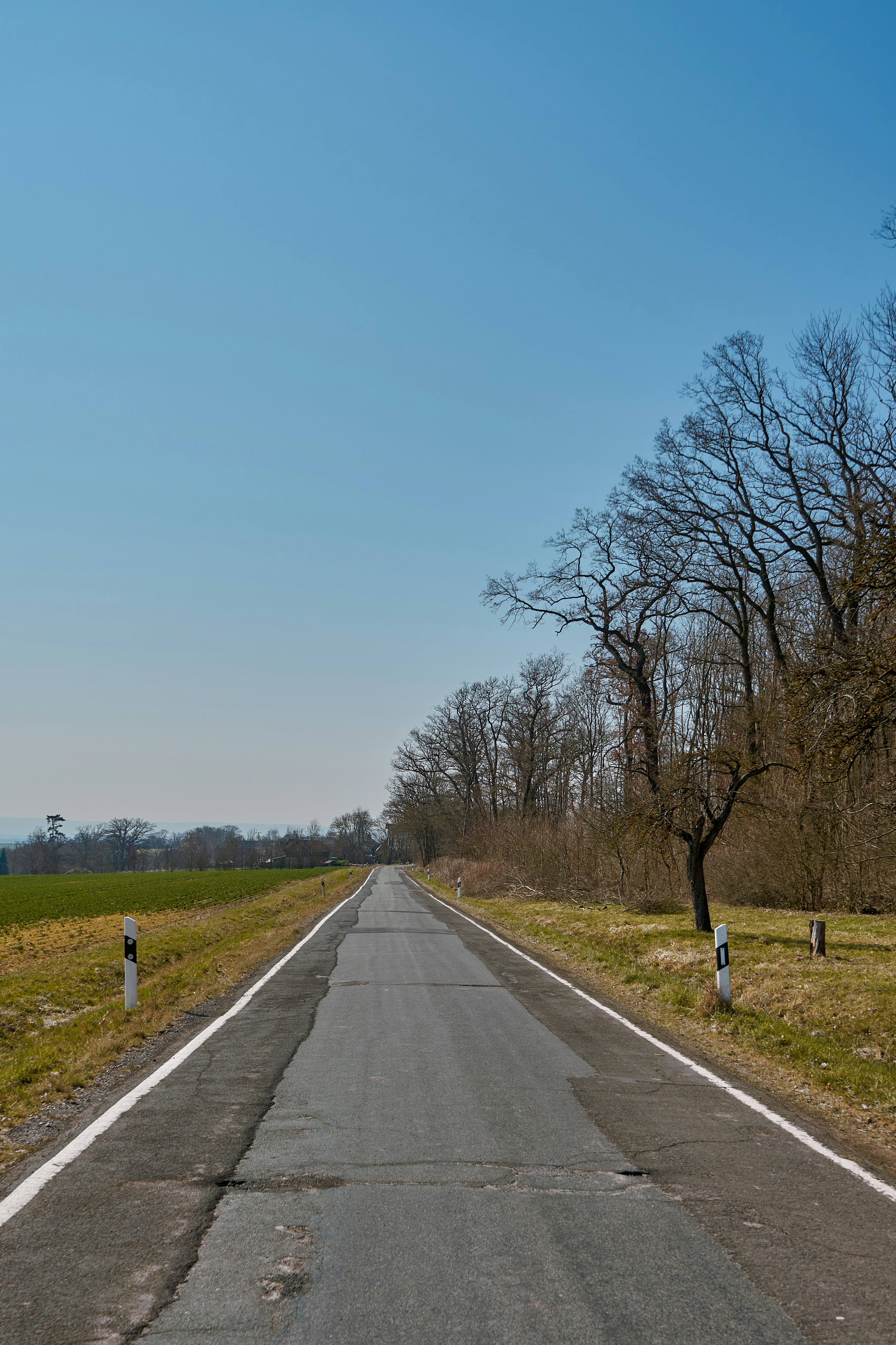 a road with trees on the side