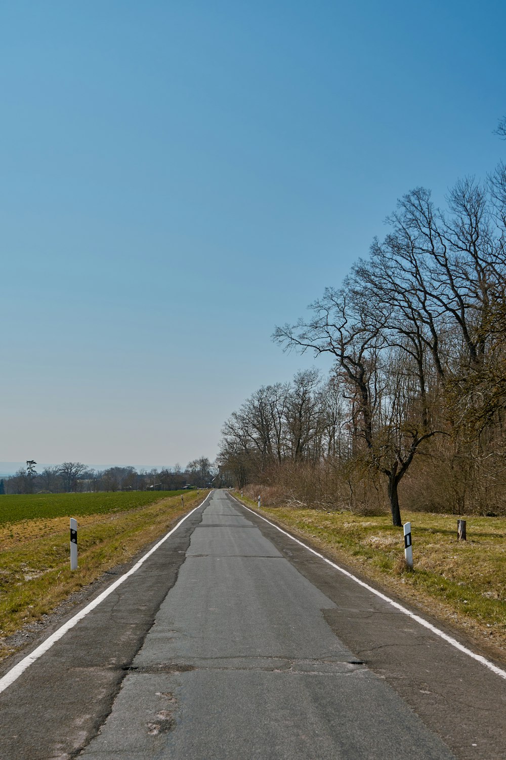 a road with trees on the side