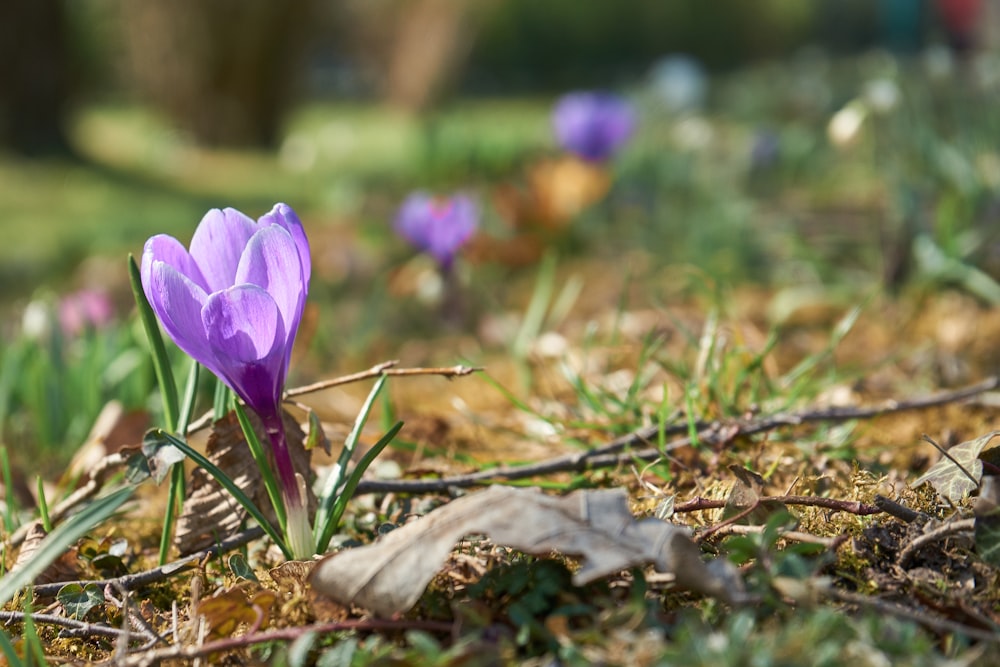 a purple flower on a plant