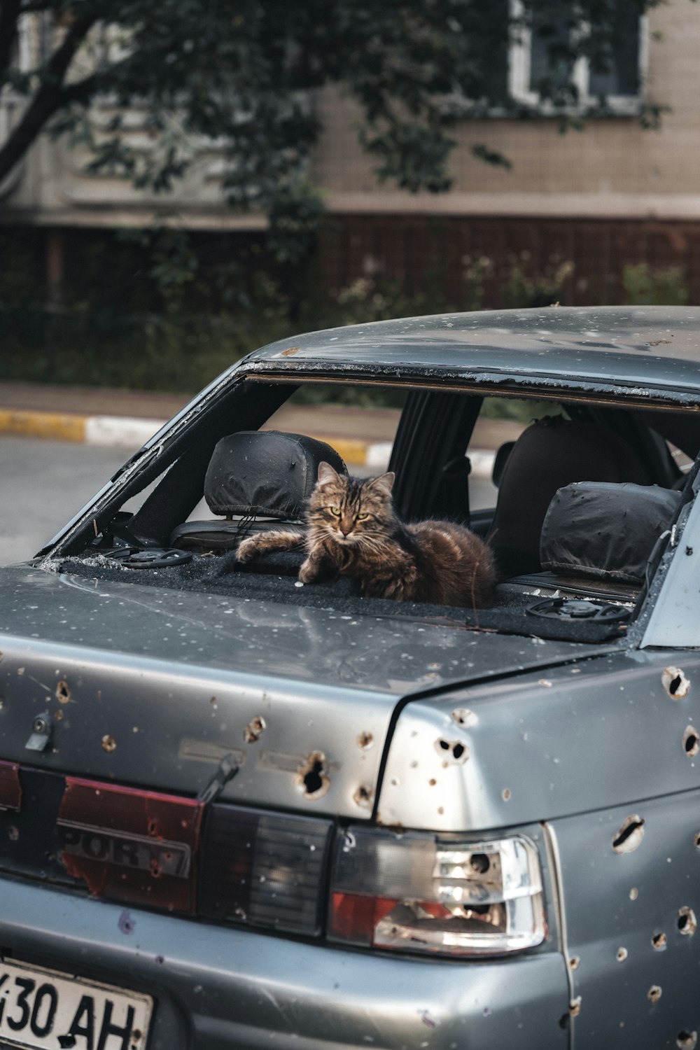 a cat sitting on the hood of a car