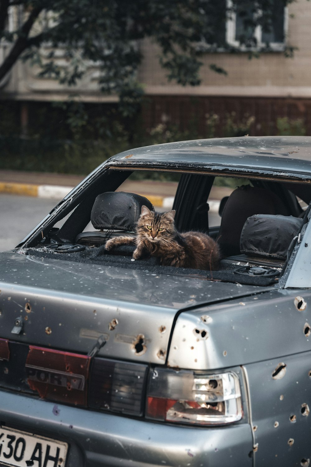 Un chat assis sur le capot d’une voiture