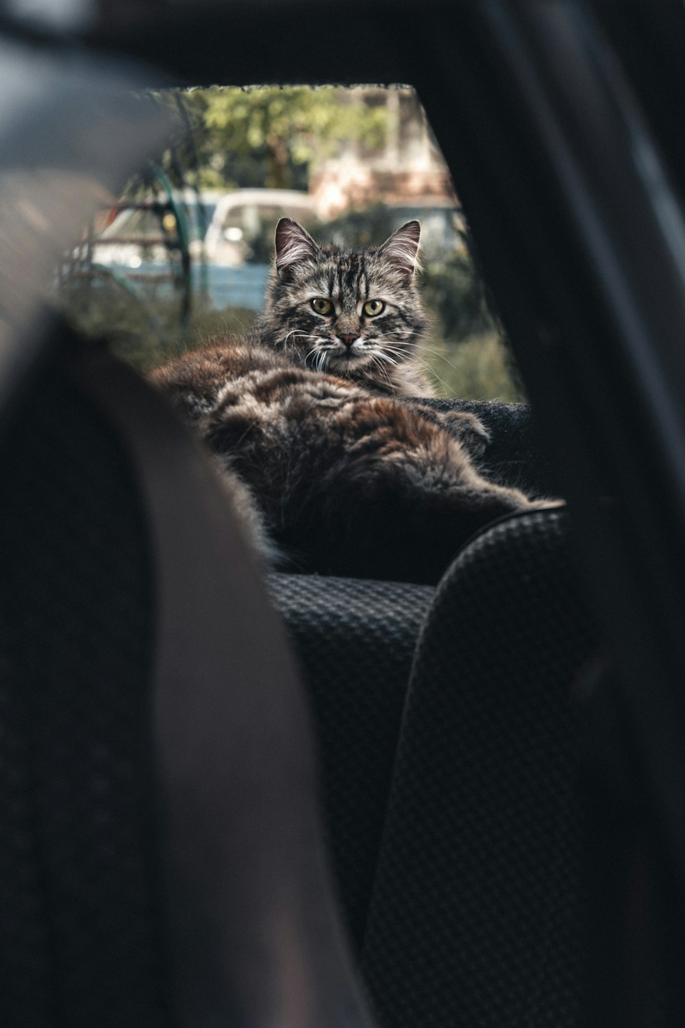 a cat sitting in a car