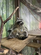 A raccoon is sitting in a relaxed position inside a cage, with its back against the mesh wall and mouth open as if yawning. The habitat is made of wooden platforms and includes branches for climbing.