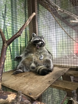 A raccoon is sitting in a relaxed position inside a cage, with its back against the mesh wall and mouth open as if yawning. The habitat is made of wooden platforms and includes branches for climbing.