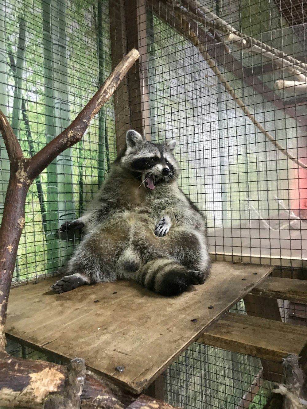 raccoon sitting on a wooden platform in a cage
