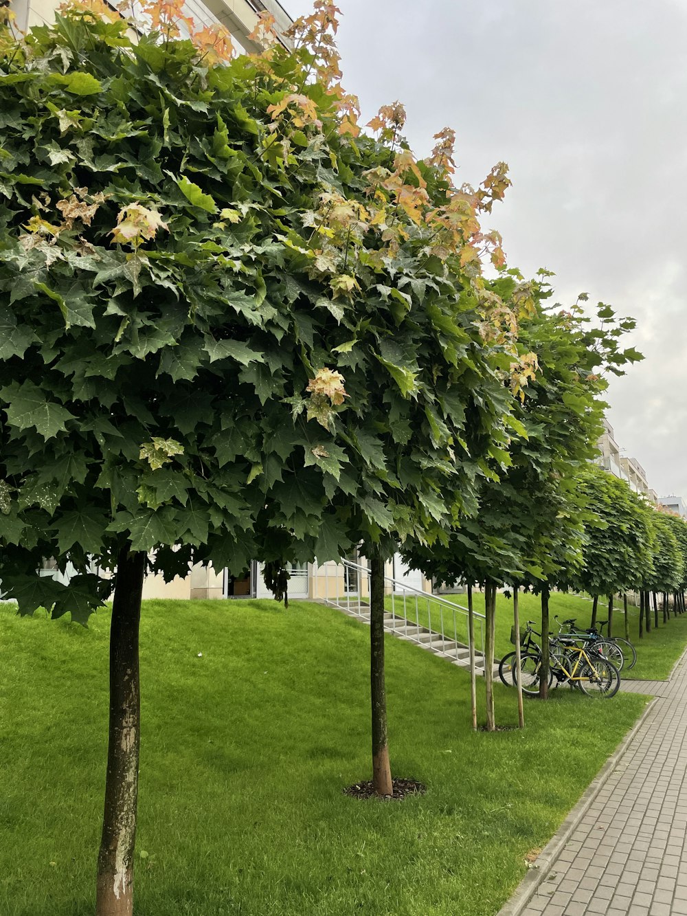 un albero con i fiori gialli