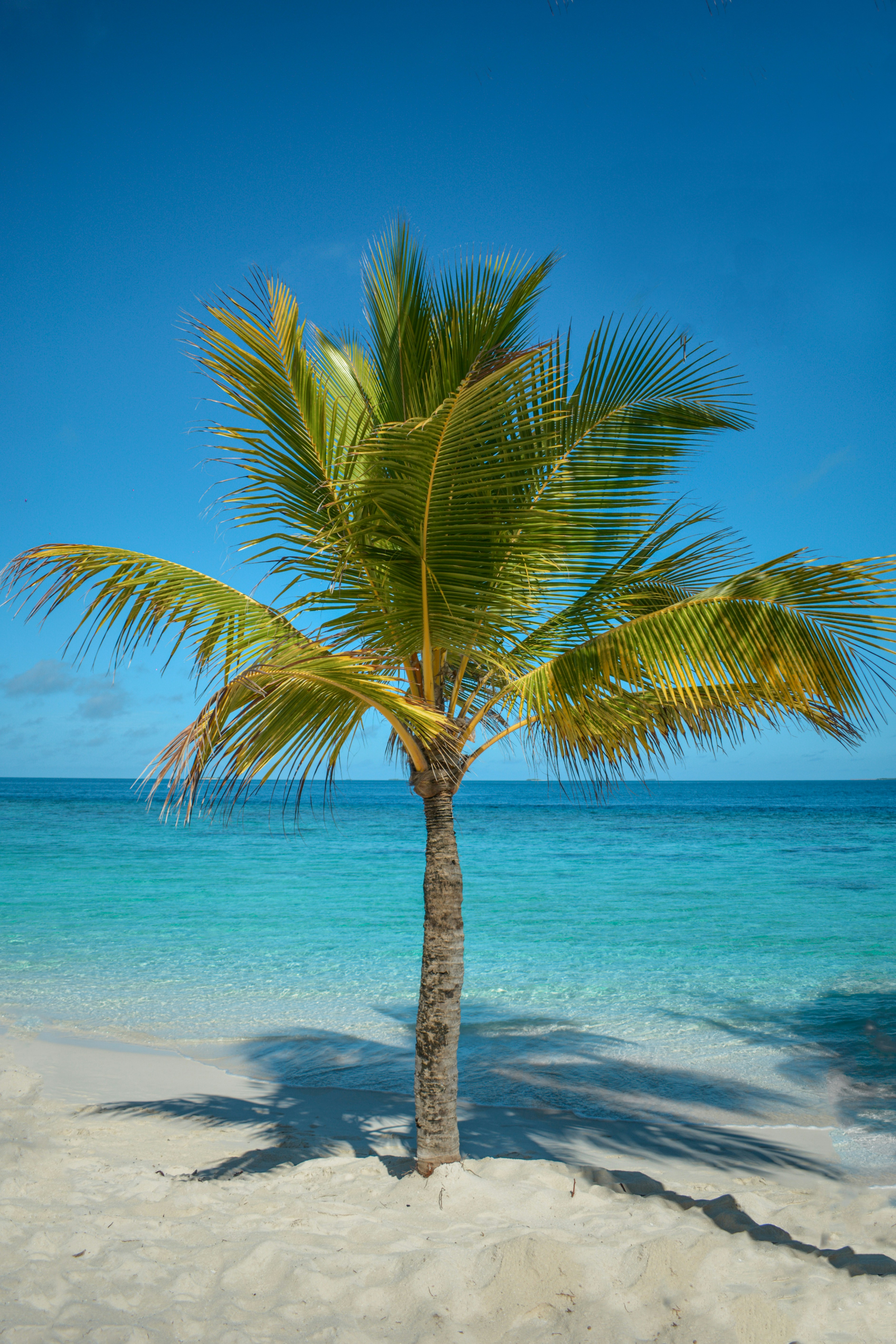 a beach with a palm tree