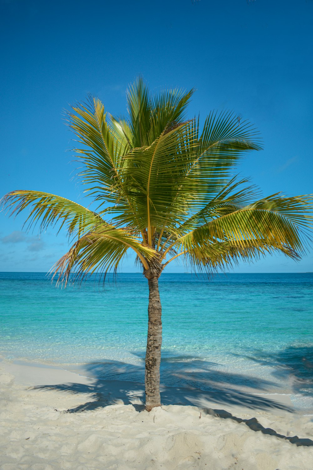 a beach with a palm tree