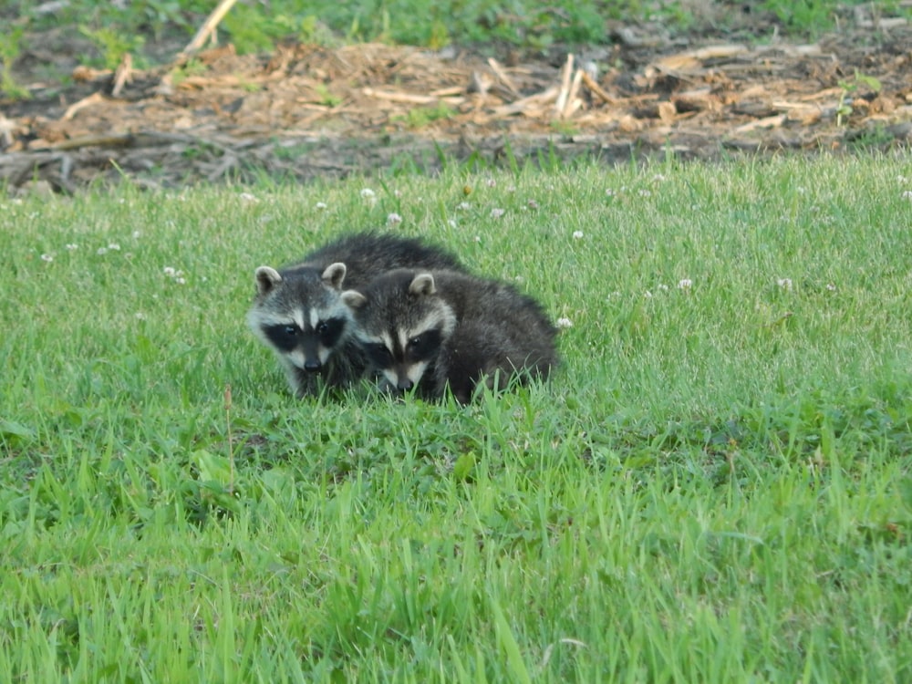 two raccoons in a grassy area