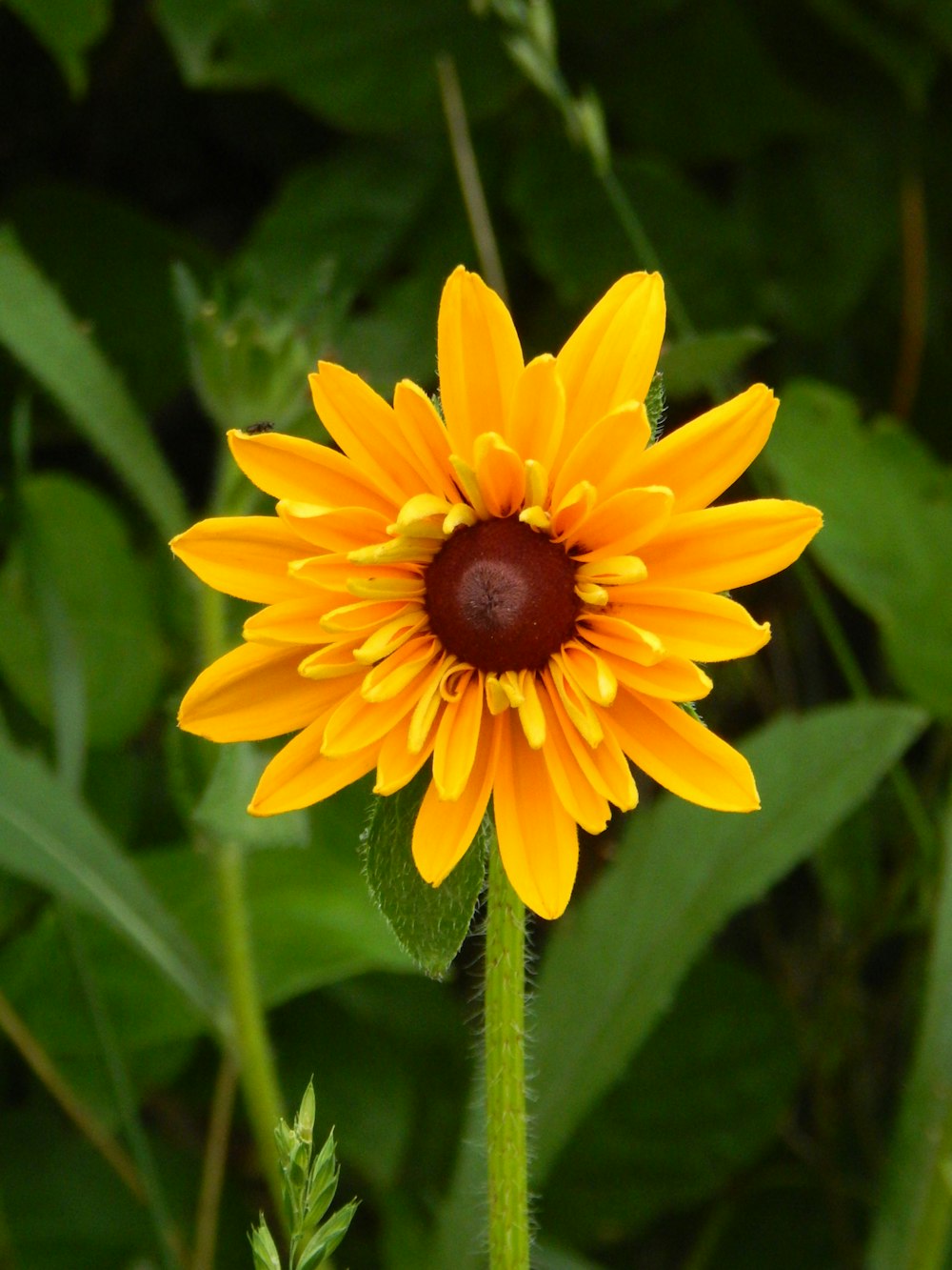 a yellow flower with green leaves