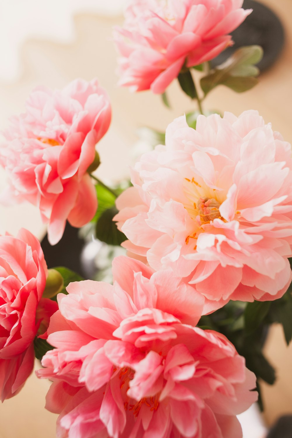 a group of pink flowers