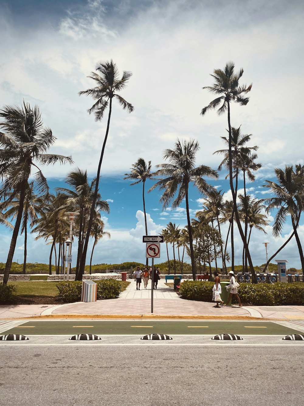 a group of palm trees