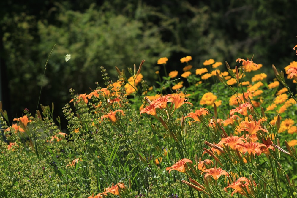 a field of orange flowers